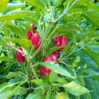 Poivron de Sibérie (Capsicum annuum) graines