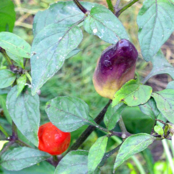 Piment Numex Twilight (Capsicum frutescens) graines