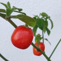 Piment Rocoto (Capsicum pubescens) graines