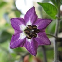 Piment Rocoto (Capsicum pubescens) graines