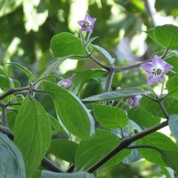 Piment Rocoto (Capsicum pubescens) graines