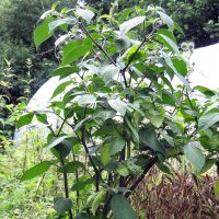 Piment Rocoto (Capsicum pubescens) graines
