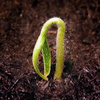 Piment Rocoto (Capsicum pubescens) graines