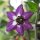 Piment Rocoto (Capsicum pubescens) graines