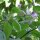 Piment Rocoto (Capsicum pubescens) graines