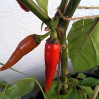 Piment Chilaca (Capsicum annuum) graines