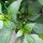 Piment Chilaca (Capsicum annuum) graines