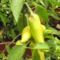 Piment banane Hungarian Hot Wax (Capsicum annuum) Bio...