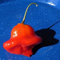 Piment clochette Bishops Crown (Capsicum baccatum) Bio...