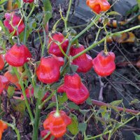 Piment clochette Bishops Crown (Capsicum baccatum) Bio semences