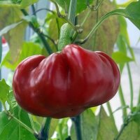 Piment hongrois rond rouge (Capsicum annuum) Bio semences