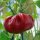 Piment hongrois rond rouge (Capsicum annuum) Bio semences