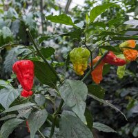 Piment Bhut Jolokia (Capsicum chinense) graines