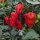 Piment Bhut Jolokia (Capsicum chinense) graines