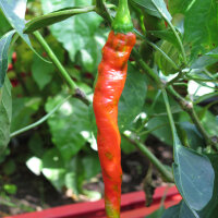 Piment Lombardo long doux Lunga Sigaretta (Capsicum...