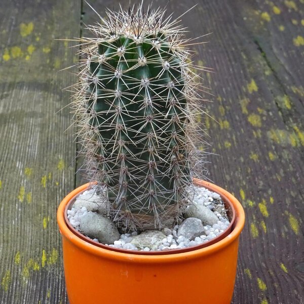 Cactus de Saguaro (Carnegiea gigantea)