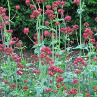 Valériane rouge (Centranthus ruber) graines