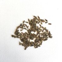 Valériane rouge (Centranthus ruber) graines