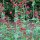 Valériane rouge (Centranthus ruber) graines