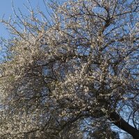 Merisier (Prunus avium subsp. avium) graines