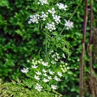 Cerfeuil tubéreux (Chaerophyllum bulbosum) graines