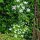 Cerfeuil tubéreux (Chaerophyllum bulbosum) graines