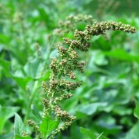 Herbe du bon Henri (Chenopodium bonus-henricus) graines