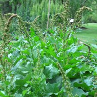 Herbe du bon Henri (Chenopodium bonus-henricus) graines