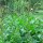 Herbe du bon Henri (Chenopodium bonus-henricus) graines