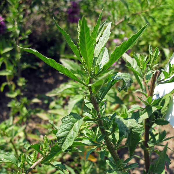 Ansérine (Chenopodium ambrosioides) graines