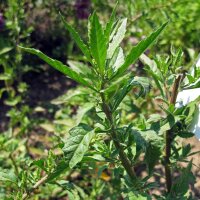 Ansérine (Chenopodium ambrosioides) graines