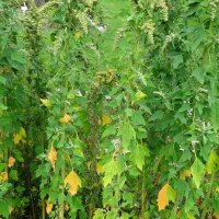 Quinoa (Chenopodium quinoa) graines