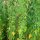 Quinoa (Chenopodium quinoa) graines