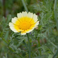 Chrysanthème comestible (Chrysanthemum coronarium)...