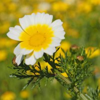 Chrysanthème comestible (Chrysanthemum coronarium) graines