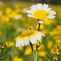 Chrysanthème comestible (Chrysanthemum coronarium) graines