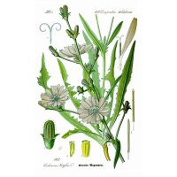 Chicorée Di Bruxelles (Cichorium intybus) graines