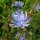 Chicorée Di Bruxelles (Cichorium intybus) graines