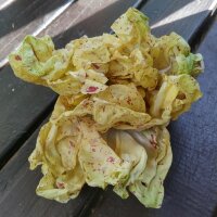 Radicchio / Chicorée Variegata di Castelfranco (Cichorium intybus var. foliosum) graines