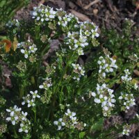 Cochléaire officinale (Cochlearia officinalis)...