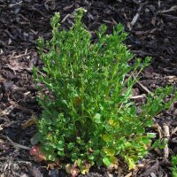 Cochléaire officinale (Cochlearia officinalis)...