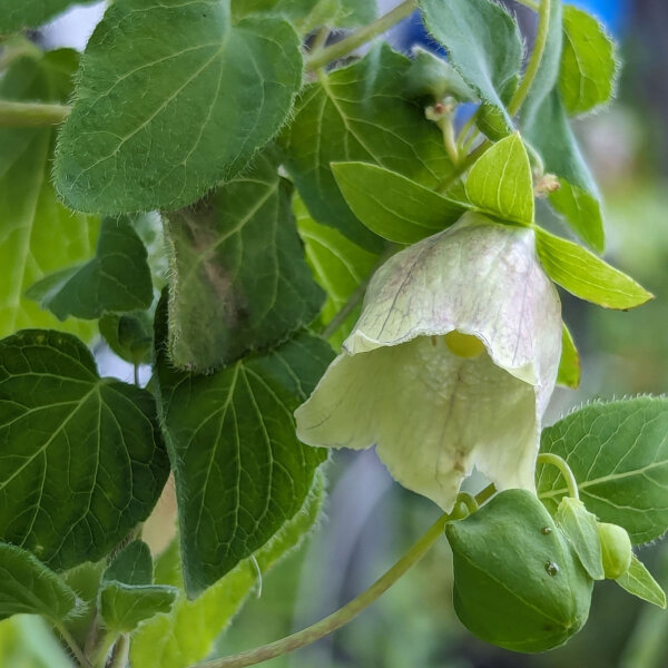 Dang Shen (Codonopsis pilosula) graines
