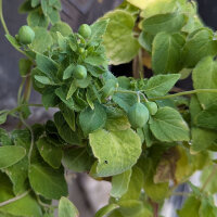 Dang Shen (Codonopsis pilosula) graines