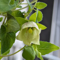 Dang Shen (Codonopsis pilosula) graines