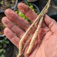 Dang Shen (Codonopsis pilosula) graines