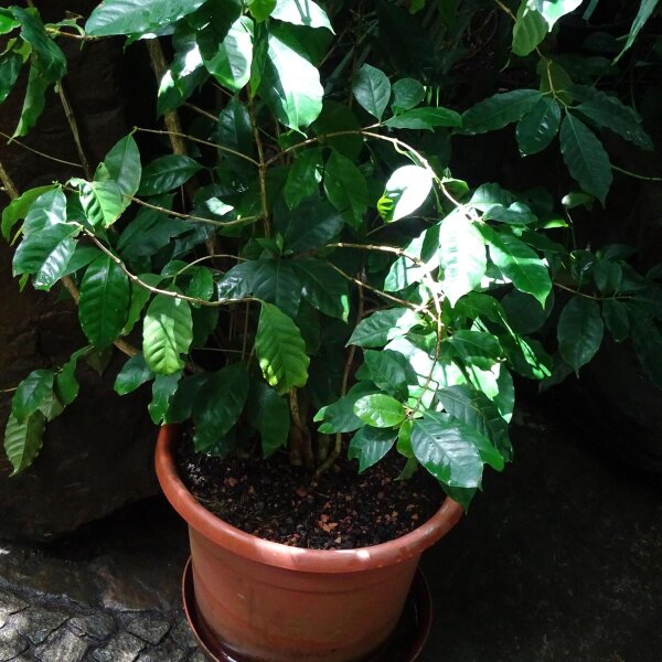 Caféier dArabie (Coffea arabica) graines