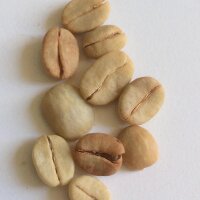 Caféier dArabie (Coffea arabica) graines