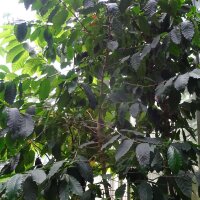 Caféier robusta (Coffea canephora) graines