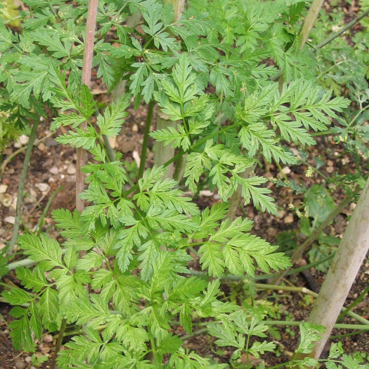 Grande Cigu (Conium maculatum) - env. 30 graines