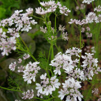 Coriandre (Coriandrum sativum) graines